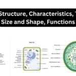 Cell - Structure, Characteristics, Types, Size and Shape, Functions