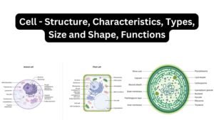 Cell – Structure, Characteristics, Types, Size and Shape, Functions