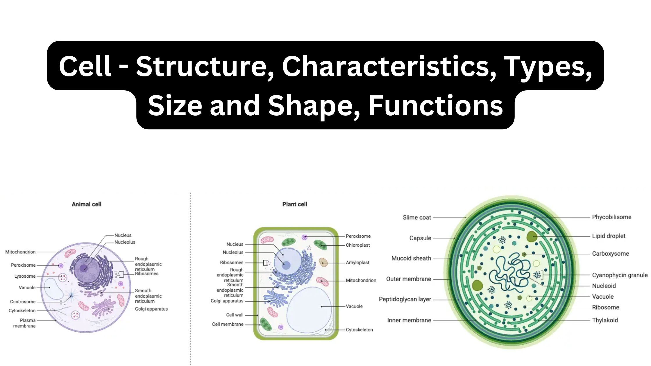 Cell - Structure, Characteristics, Types, Size and Shape, Functions