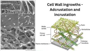 Cell Wall ingrowths – Adcrustation and incrustation