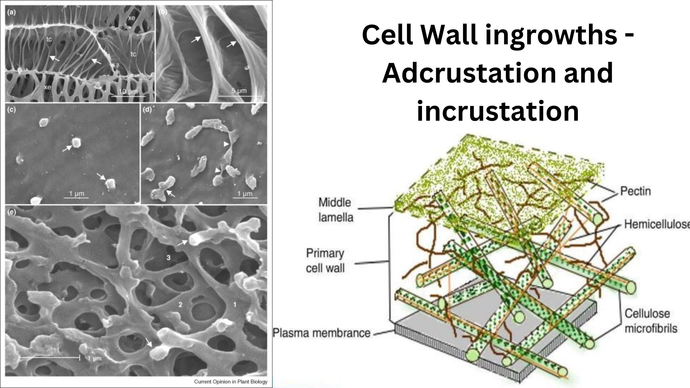 Cell Wall ingrowths - Adcrustation and incrustation