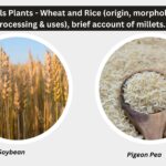 Cereals Plants - Wheat and Rice (origin, morphology, processing & uses), brief account of millets.