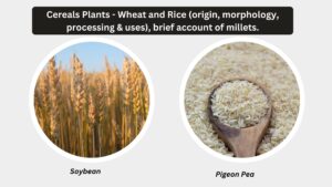 Cereals Plants – Wheat and Rice (origin, morphology, processing & uses), brief account of millets.