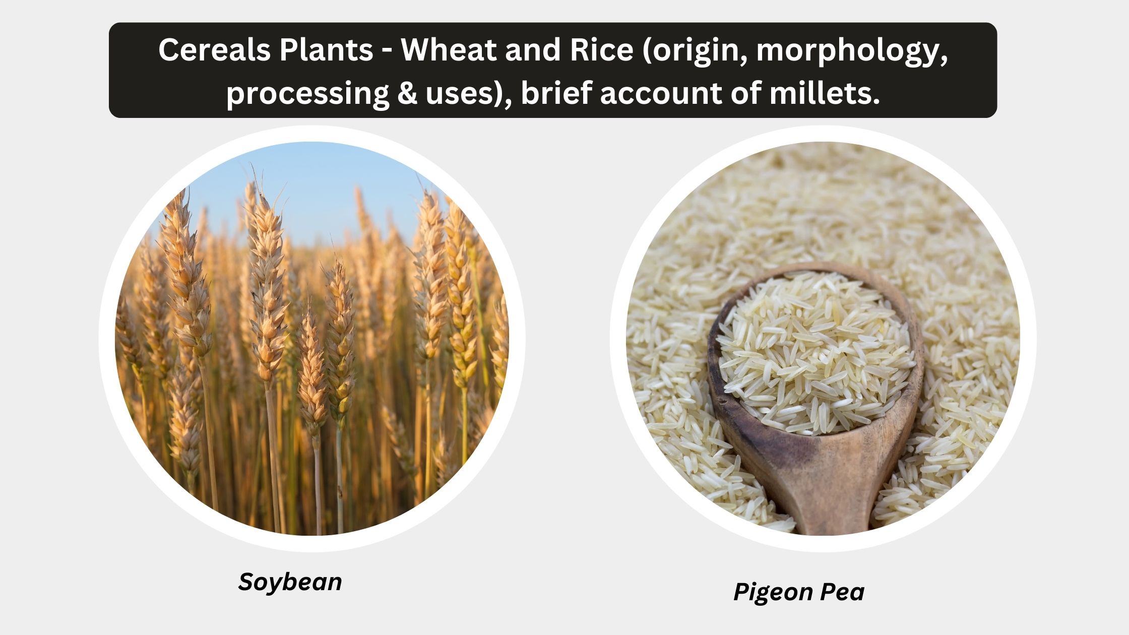 Cereals Plants - Wheat and Rice (origin, morphology, processing & uses), brief account of millets.