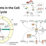 Checkpoints in the Cell Cycle