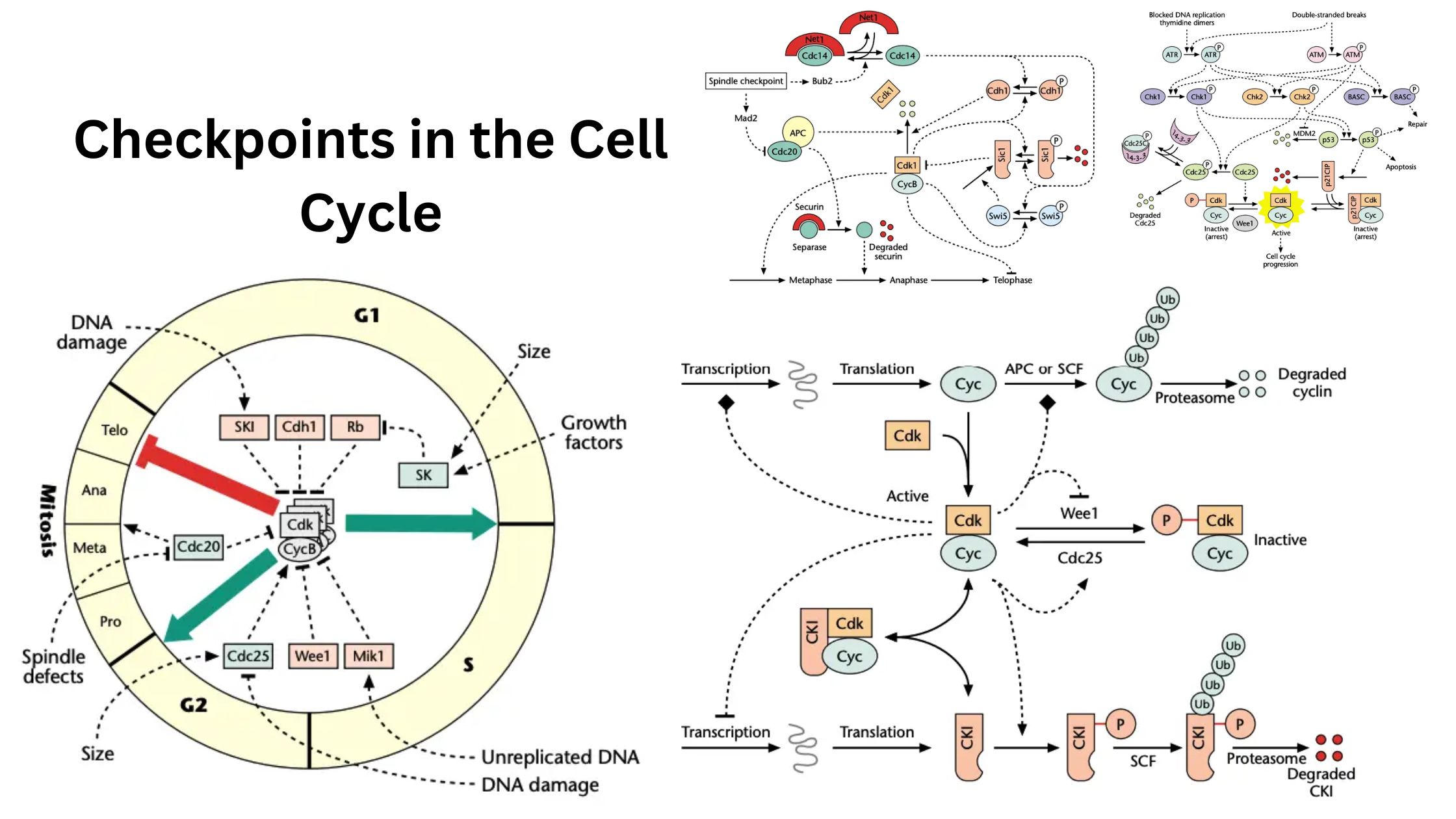 Checkpoints in the Cell Cycle