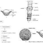 Chlorophyta - Characteristics, Occurrence, Thallus organization, Structure and Reproduction