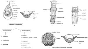 Chlorophyta – Characteristics, Occurrence, Thallus organization, Structure and Reproduction