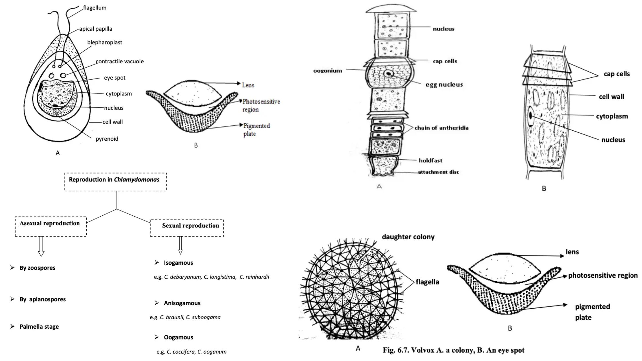 Chlorophyta - Characteristics, Occurrence, Thallus organization, Structure and Reproduction