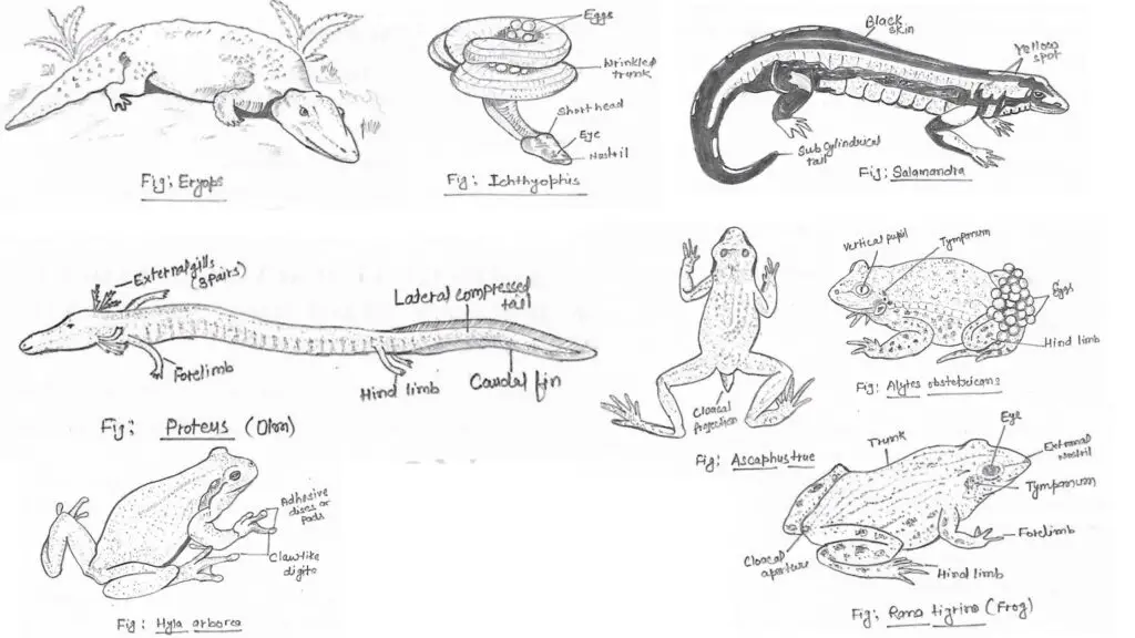 Classification of Amphibia