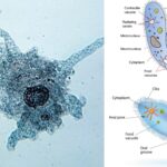 Classification of Protozoa