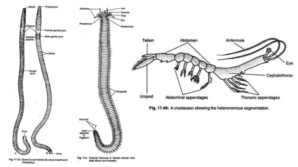 Coelomates Metamerism