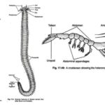 Coelomates Metamerism