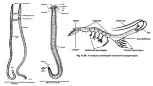 Introduction To Coelomates Metamerism