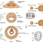 Coelomates - Types, Characteristics, Functions, Evolution, Metamerism