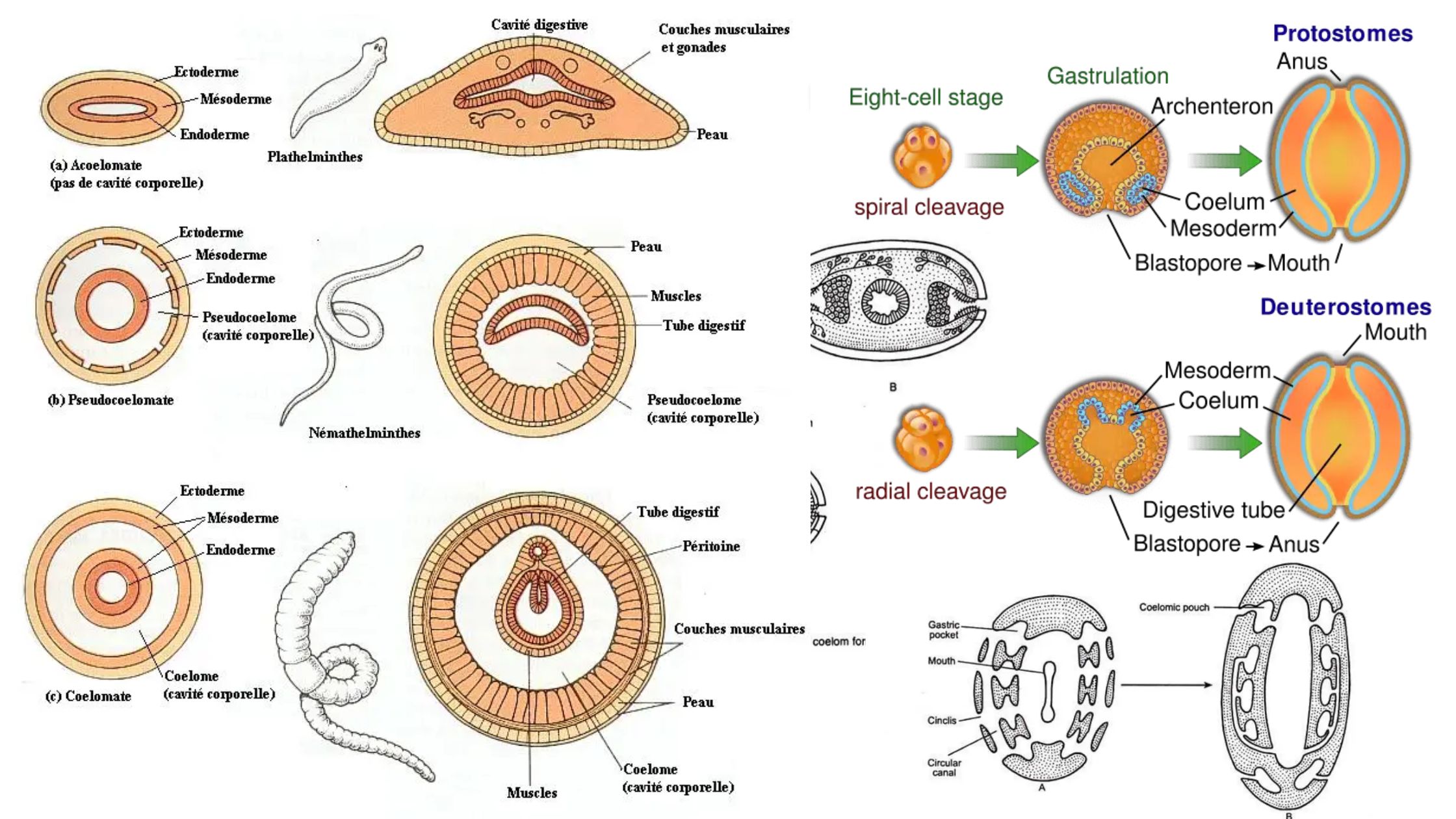 Coelomates - Types, Characteristics, Functions, Evolution, Metamerism