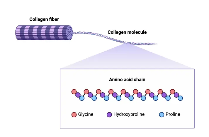 Collagen Amino Acid Chain