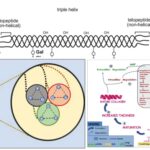 Collagen - Definition, Structure, Types, Functions