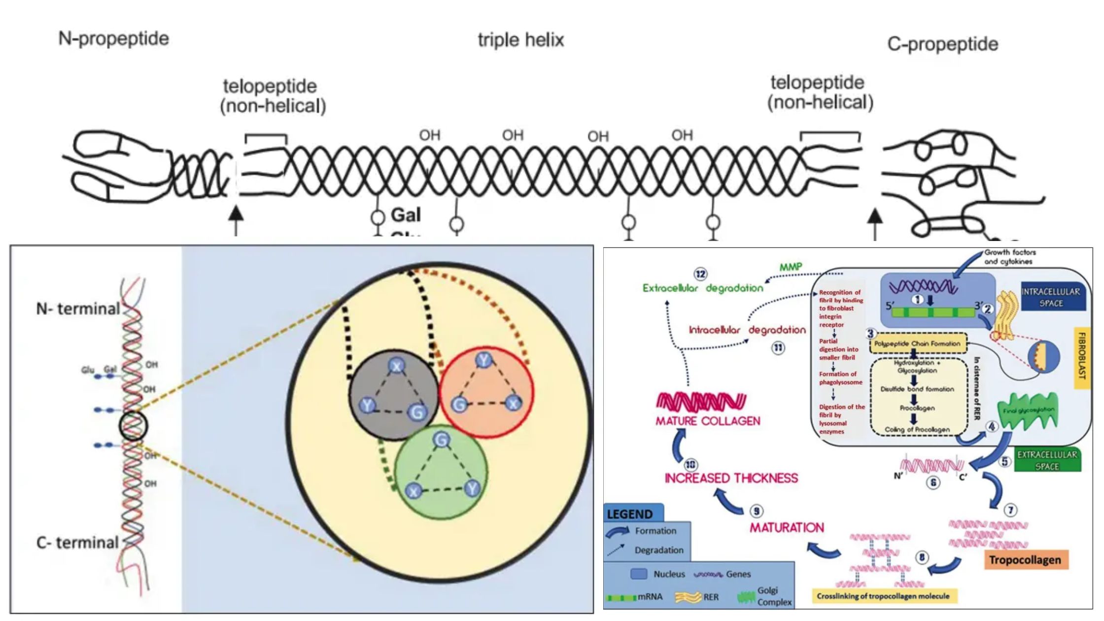 Collagen - Definition, Structure, Types, Functions