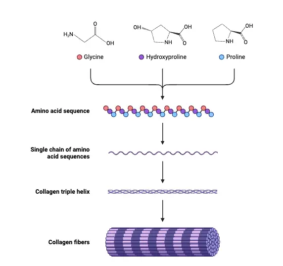 Collagen Structure