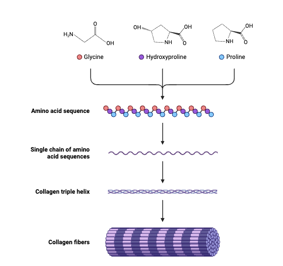Hydroxyproline In Collagen