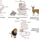 Comparative Anatomy and associated glands of Digestive Systems In Vertebrates