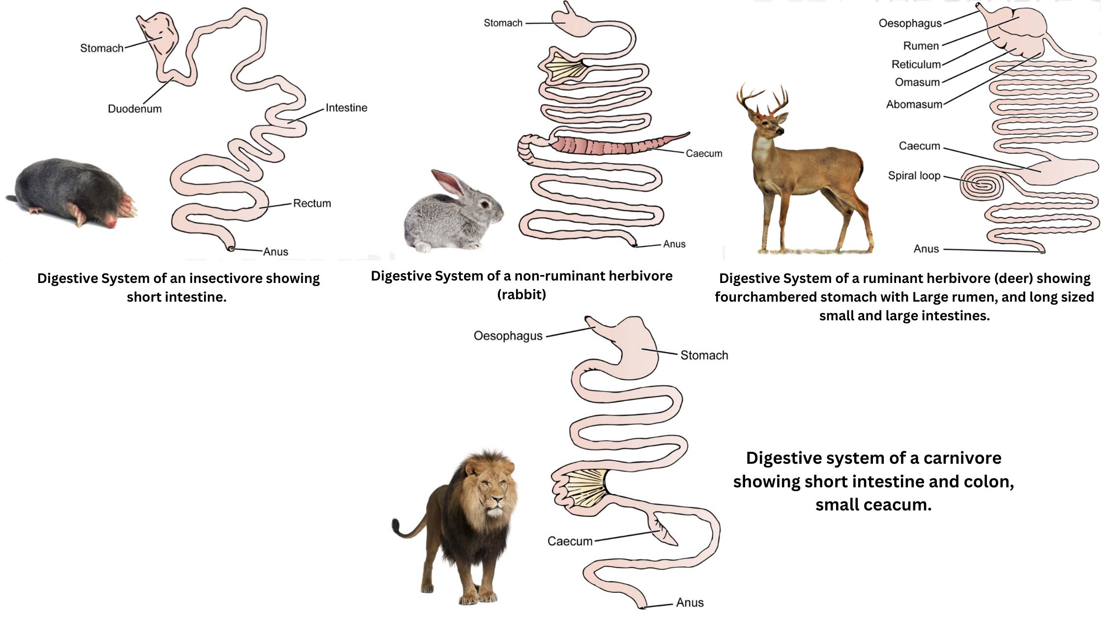 Comparative Anatomy and associated glands of Digestive Systems In Vertebrates