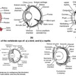 Comparative Anatomy of the Vertebrate Eye