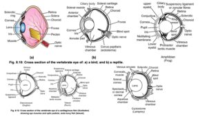 Sense Organs – Classification of receptors, Brief account of visual and auditory receptors in man