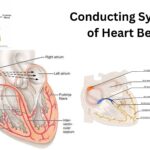 Conducting System of Heart Beat