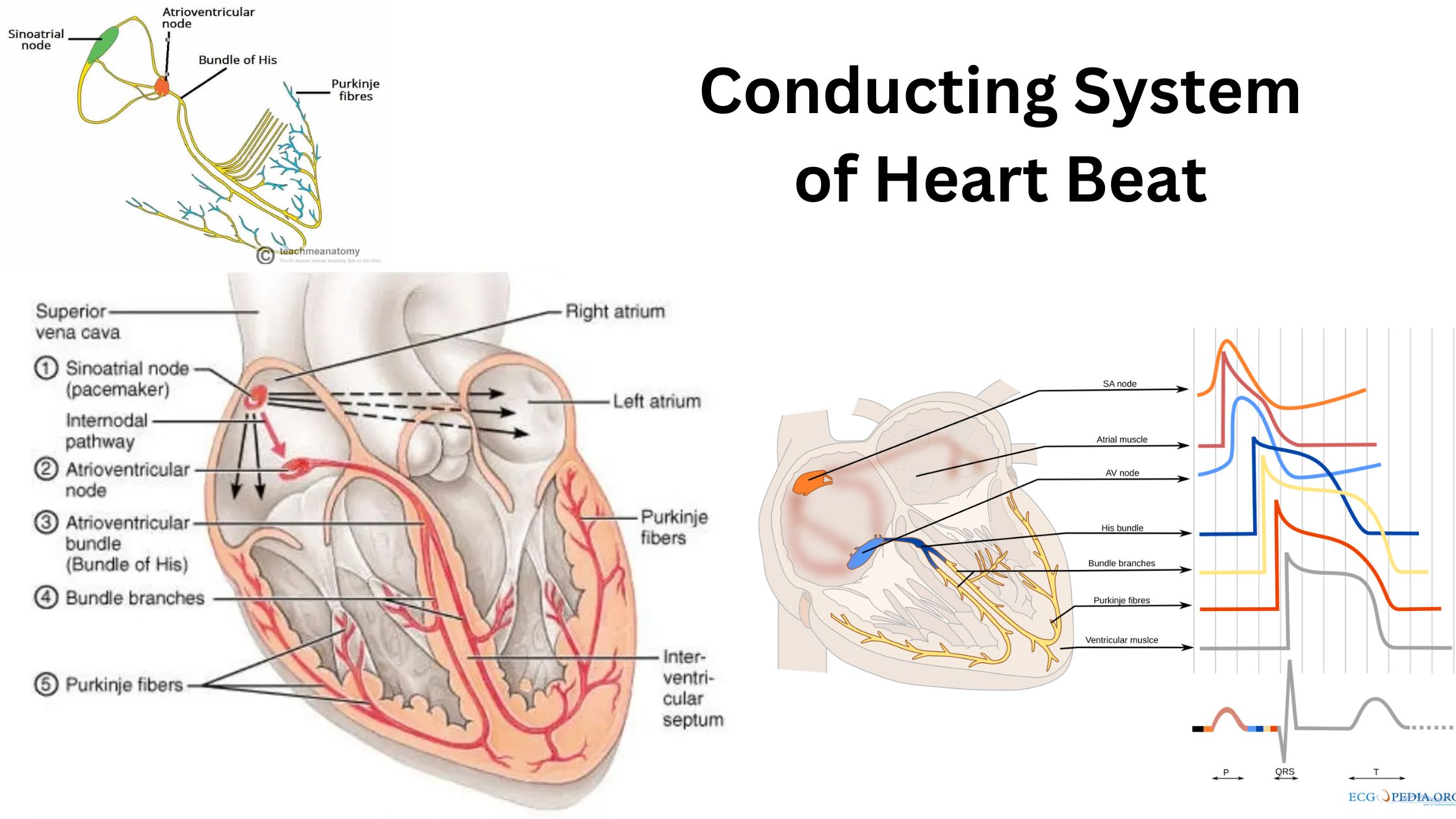 Conducting System of Heart Beat