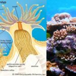 Coral Reefs - Types, Structure, Habitat, Formation, Importance
