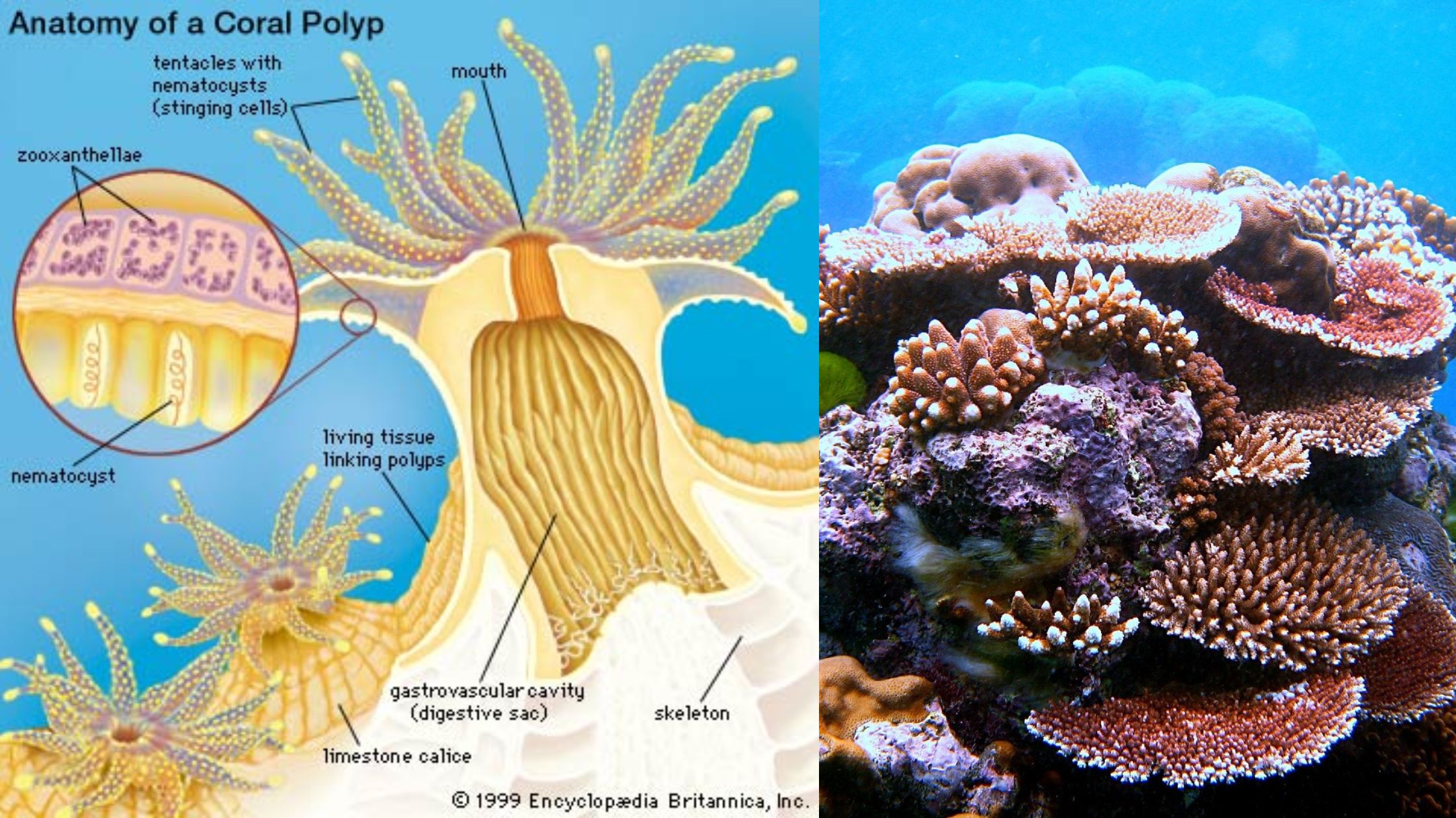 Coral Reefs - Types, Structure, Habitat, Formation, Importance