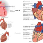 Coronary circulation - Anatomy, Physiology, Vasculature of the Heart