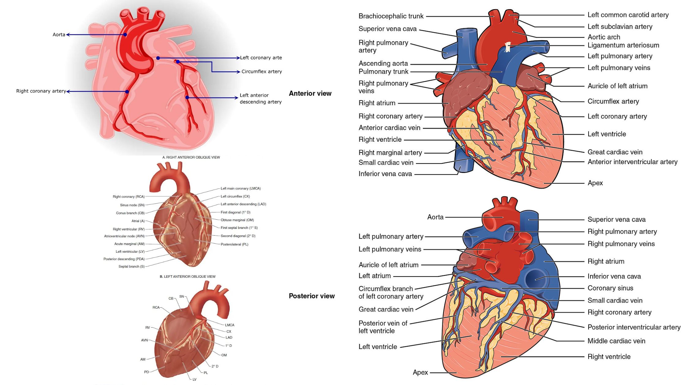 Coronary circulation - Anatomy, Physiology, Vasculature of the Heart