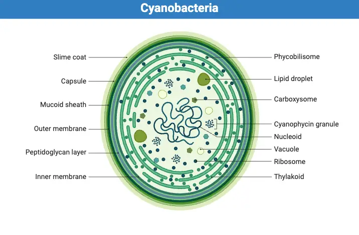 Cyanobacteria Structure