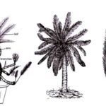 Cycas - Morphology, Anatomy and Reproduction