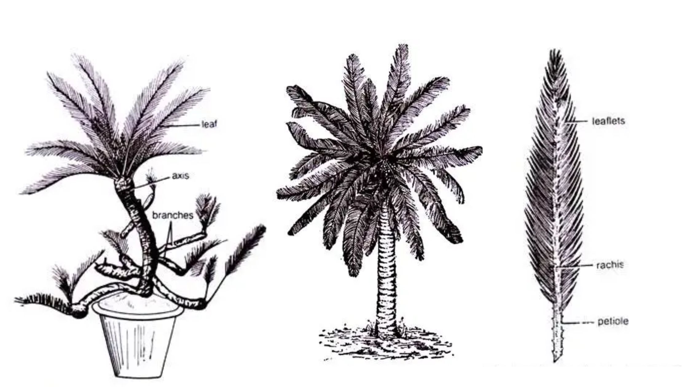 Cycas - Morphology, Anatomy and Reproduction