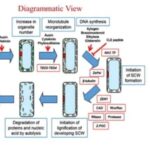 Cytodifferentiation - Definition, Primary Steps, Protocol