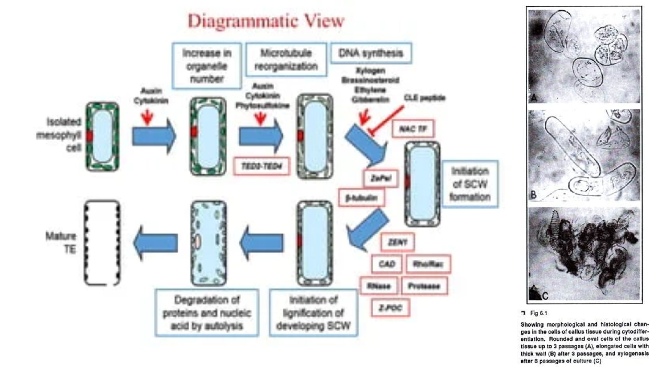 Cytodifferentiation - Definition, Primary Steps, Protocol