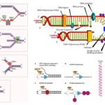 DNA Helicases - Structure, Types, Mechanism, Functions, Examples