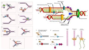 DNA Helicases – Structure, Types, Mechanism, Functions, Examples