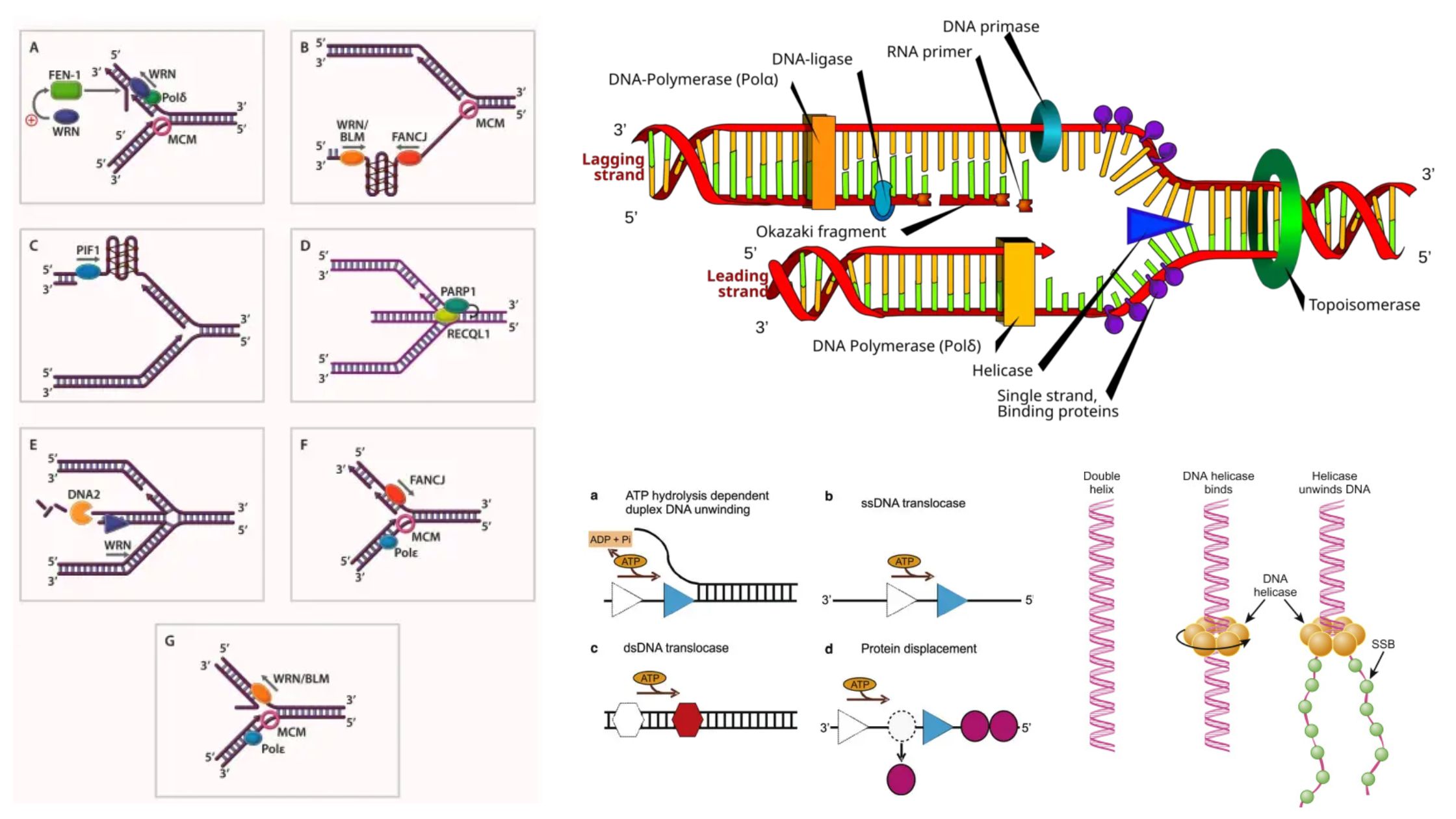 DNA Helicases - Structure, Types, Mechanism, Functions, Examples