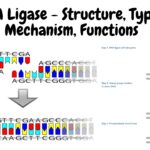 DNA Ligase - Structure, Types, Mechanism, Functions