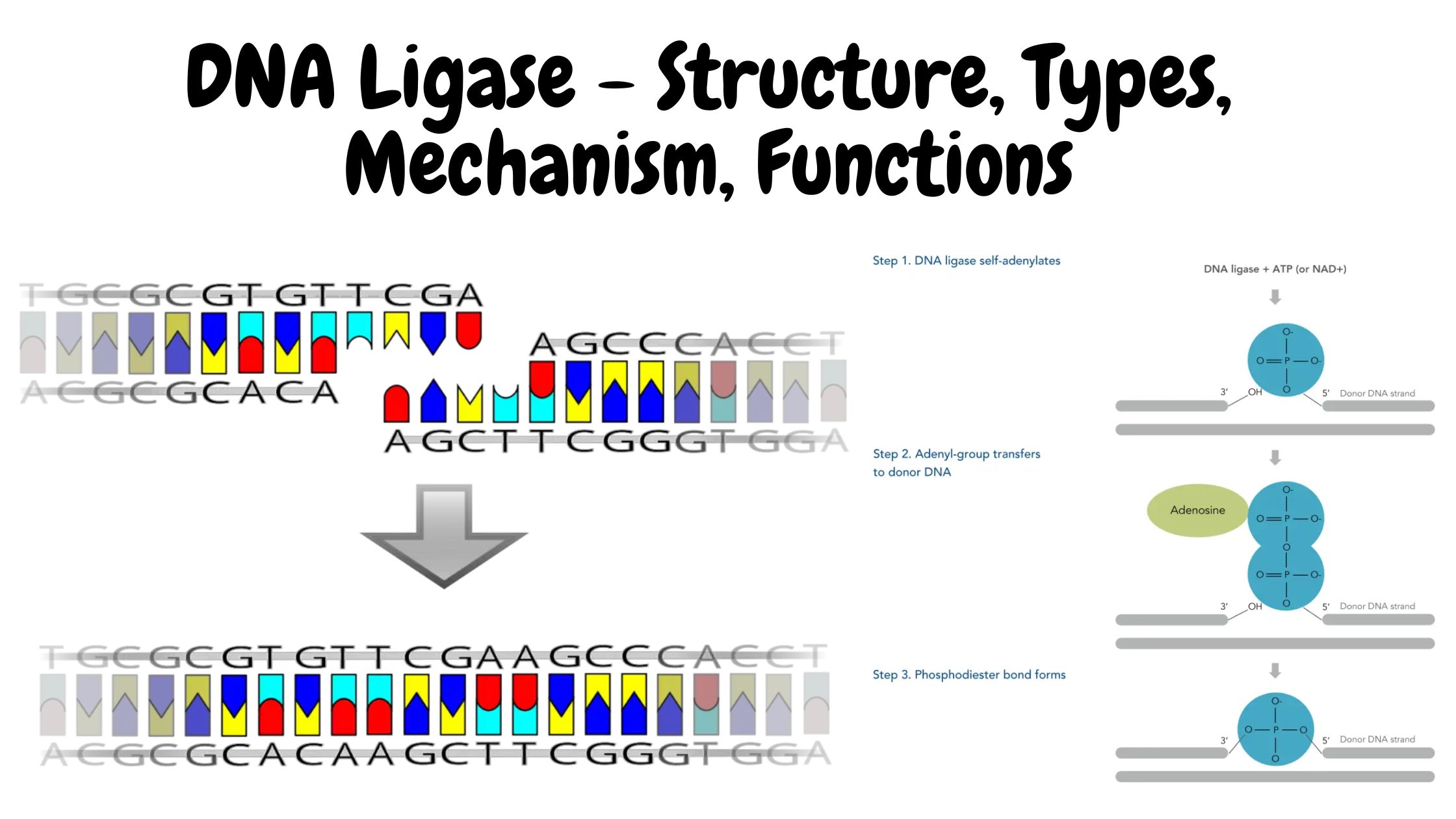 DNA Ligase - Structure, Types, Mechanism, Functions