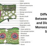 Difference between Monocot and Dicot Leaves - Monocot vs. Dicot Leaves