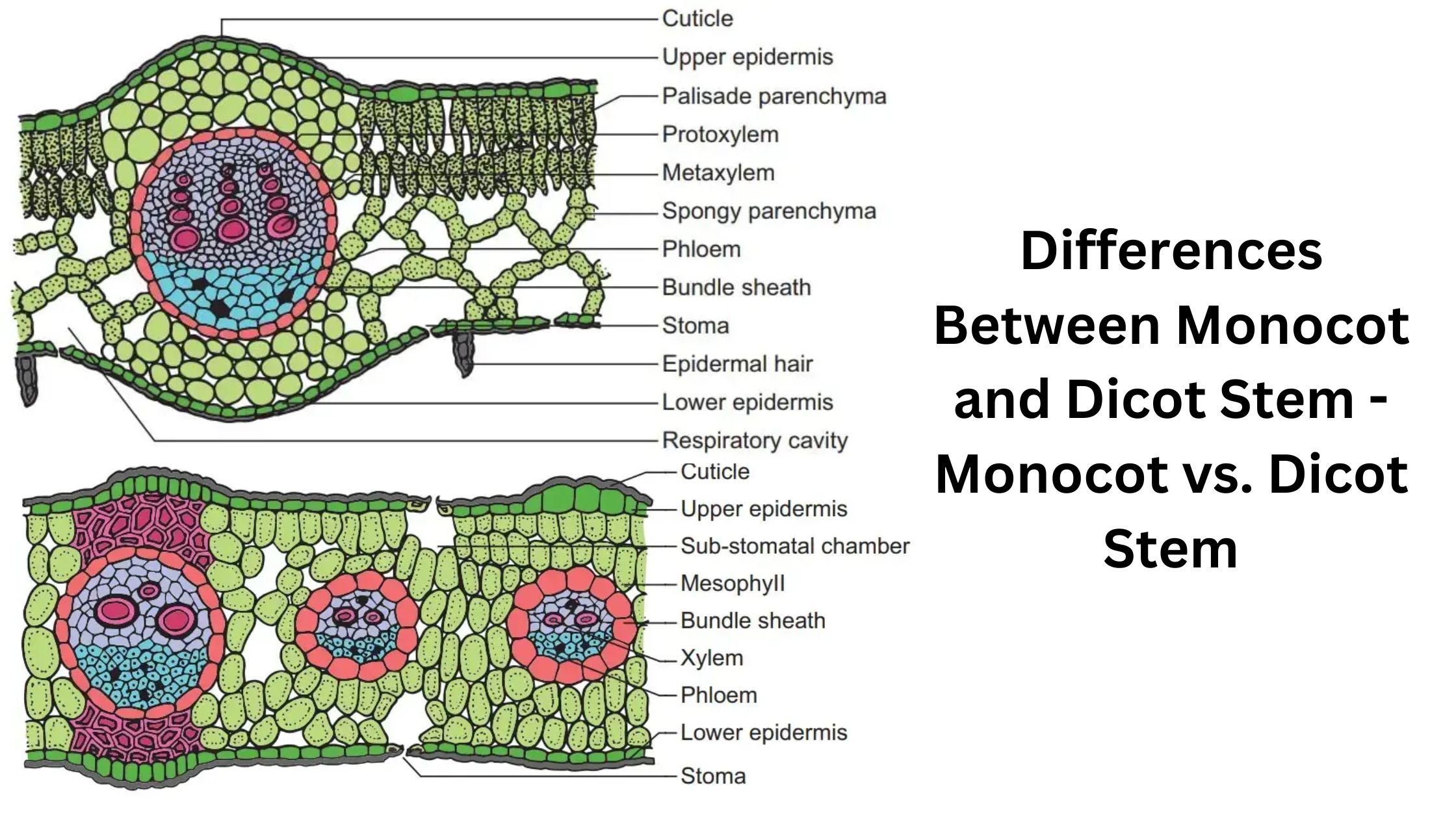 Difference between Monocot and Dicot Leaves - Monocot vs. Dicot Leaves