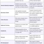 Differences Between Monocot and Dicot Roots - Monocot vs. Dicot Roots