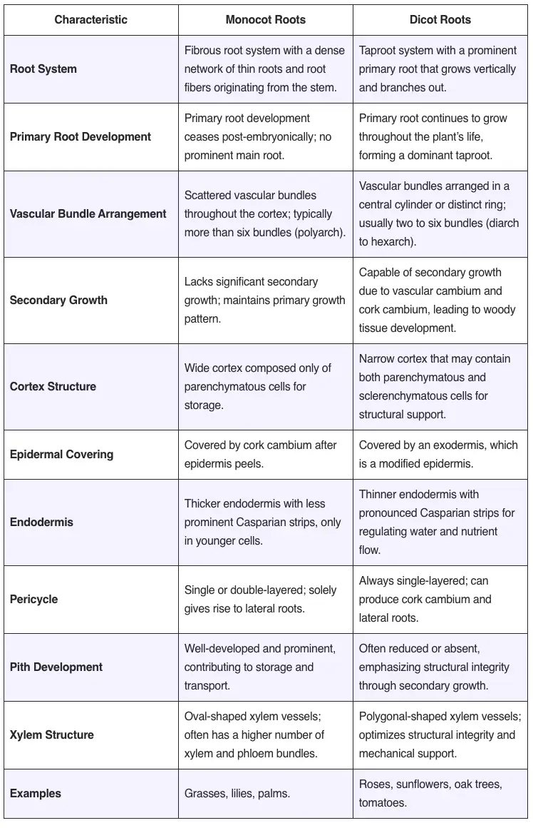 Differences Between Monocot and Dicot Roots - Monocot vs. Dicot Roots