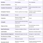 Differences Between Monocot and Dicot Seed - Monocot vs. Dicot Seed